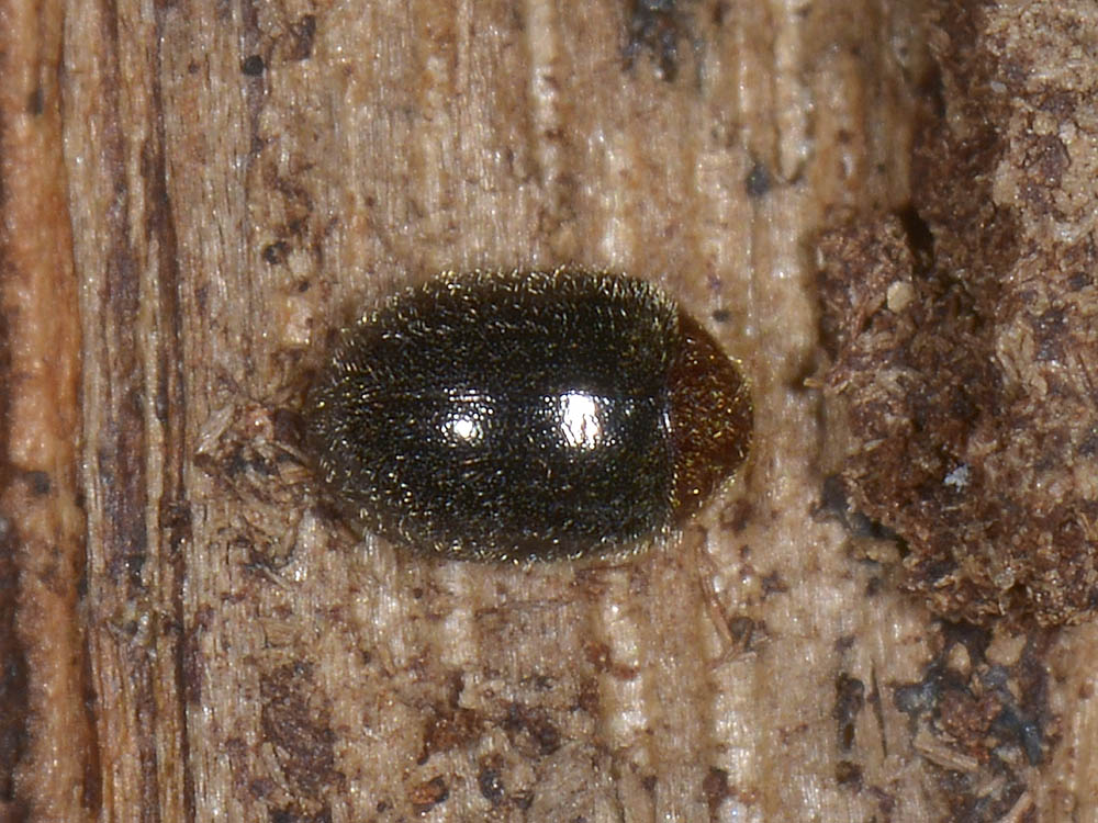 Coleotterino da id: Dorcatoma sp. (Anobiidae)